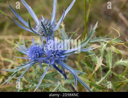 Schöne italienische Eryngo oder Amethyst Meer Stechpalme Pflanze auf der Wiese, lat Eryngium amethystinum, im Naturpark Učka, Kroatien Stockfoto