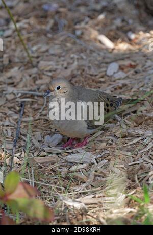 Trauertaube (Zenaida macroura) Erwachsener auf dem Boden Florida Februar Stockfoto