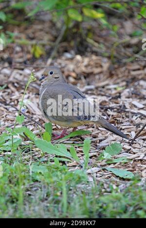 Trauertaube (Zenaida macroura) Erwachsener auf dem Boden Florida Februar Stockfoto