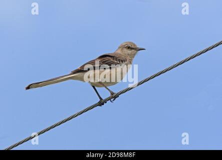 Nördlicher Mockingbird (Mimus polyglottos) Erwachsener thront auf Powerline Florida Februar Stockfoto