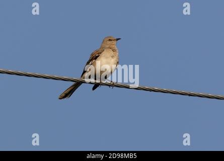 Nördlicher Mockingbird (Mimus polyglottos) Erwachsener thront auf Powerline Florida Februar Stockfoto