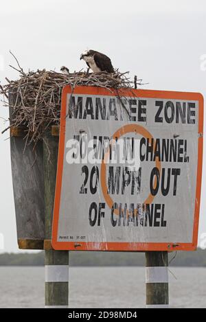 Fischadler (Pandion haliaetus) Paar am Nest auf der Oberseite des Manatee Warnschild Everglades, Florida Februar Stockfoto