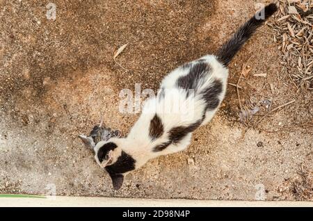 Eine Lemurkatze hockt auf einem Betonpflaster, während sie einen Vogel isst, den sie gefangen hat. Stockfoto