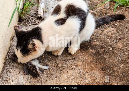 Eine Lemurkatze hockt auf einem Betonpflaster nahe einer Wand, während sie einen Vogel isst, den sie gefangen hat. Stockfoto