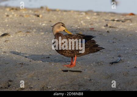 Gefleckte Ente (Anas fulvigula) Männchen steht auf Mudbank preening zurück Sanibel Island, Florida Februar Stockfoto