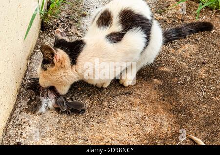 Eine Lemurkatze hockt auf einem Betonpflaster nahe einer Wand, während sie einen Vogel isst, den sie gefangen hat. Stockfoto