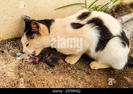 Eine Lemurkatze hockt auf einem Betonpflaster nahe einer Wand, während sie einen Vogel isst, den sie gefangen hat. Stockfoto