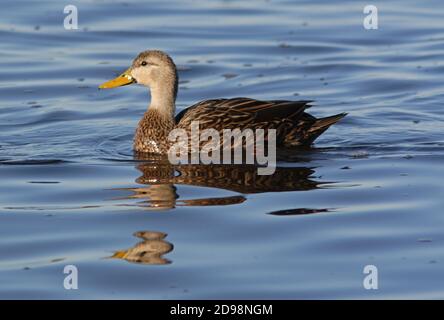 Melierte Ente (Anas fulvigula) erwachsener Rüde auf Water Sanibel Island, Florida Februar Stockfoto