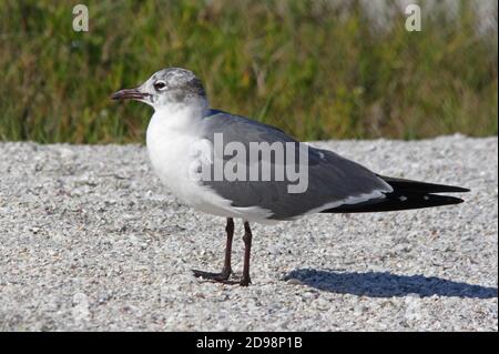 Lachmöwe (Larus atricilla) Erwachsene am Strand, Häutung in Zucht Gefieder Sanibel Island, Florida Februar Stockfoto