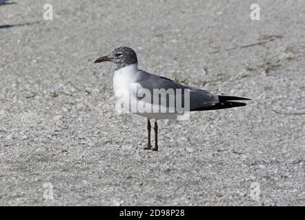 Lachmöwe (Larus atricilla) Erwachsene am Strand, Häutung in Zucht Gefieder Sanibel Island, Florida Februar Stockfoto