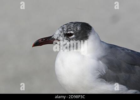 Lachmöwe (Larus atricilla) Nahaufnahme des Kopfes eines Erwachsenen, der in das Zuchtgefieder hineinrast Sanibel Island, Florida Februar Stockfoto