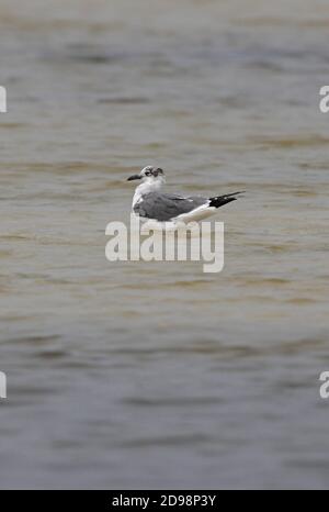 Lachende Möwe (Larus atricilla) Erwachsener steht im seichten Wasser Sanibel Island, Florida Februar Stockfoto