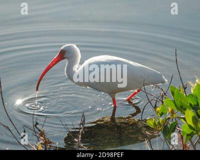 J.N. Ding Darling National Wildlife Refuge auf Floridas Sanibel Island.: Ein White Ibis sucht nach Essen in den Untiefen. Stockfoto