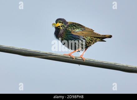 Gewöhnlicher Starling (Sturnus vulgaris) AKA Europena Starling thront auf einem Draht, Cherry Hill, Nova Scotia, Kanada Stockfoto