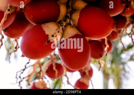 Aus einer Gruppe von Adonida Merrillii Palmenfrüchten ist die Nahaufnahme von zwei seiner kleinen scharlachroten Farbe drupe Stockfoto