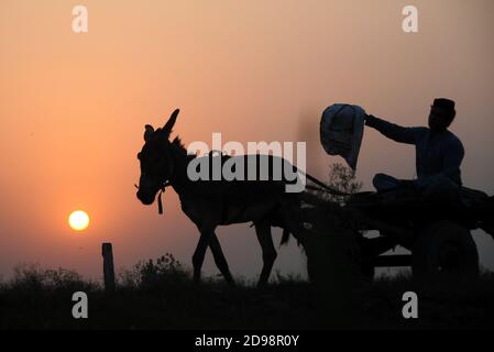 Peshawar. November 2020. Das am 3. November 2020 aufgenommene Foto zeigt die Silhouette eines Mannes, der während des Sonnenuntergangs in Nordwest-Pakistans Peshawar auf einem Eselskarren reitet. Quelle: Saeed Ahmad/Xinhua/Alamy Live News Stockfoto