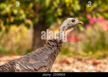 Kopfportrait einer weiblichen wilden pute Meleagris gallopavo, Woodside, Kalifornien, USA. Stockfoto