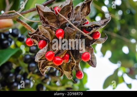 Hoch oben in einem Pimento-Baum ist ein Bündel von Abrus precatorius Bohnenschoten, die offen sind mit den runden schwarzen und roten Samen noch angebracht. Die Bohnen sind com Stockfoto