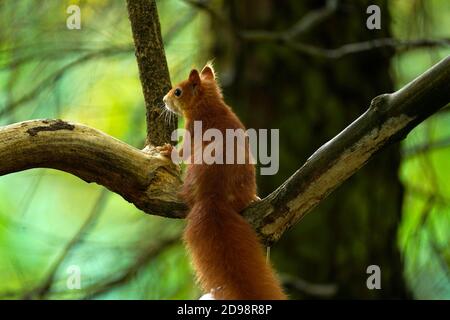 Wunderschöne rote Eichhörnchen in den Highlands von Schottland Stockfoto