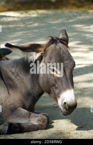 Esel, Hausesel, Equus africanus asinus, háziszamár Stockfoto
