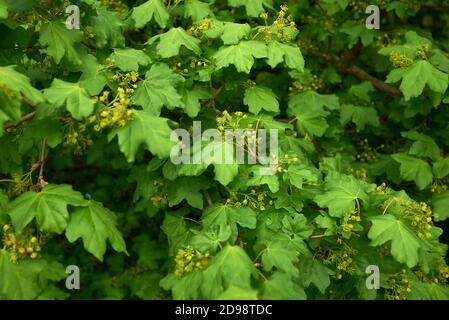 Acer campestre Baum in Blüte Stockfoto