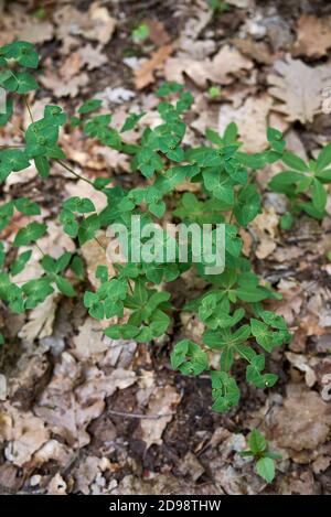 Euphorbia dulcis frische Pflanzen Stockfoto