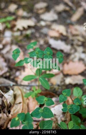 Euphorbia dulcis frische Pflanzen Stockfoto