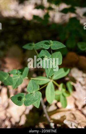 Euphorbia dulcis frische Pflanzen Stockfoto