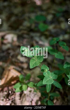 Euphorbia dulcis frische Pflanzen Stockfoto