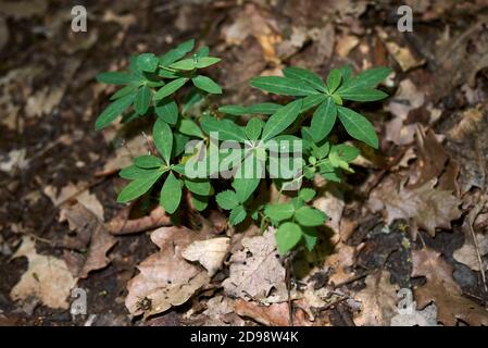 Euphorbia dulcis frische Pflanzen Stockfoto