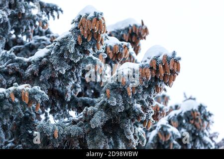 Grüne Tannenzweige mit braunen Zapfen unter dicken Schicht von Schnee Stockfoto