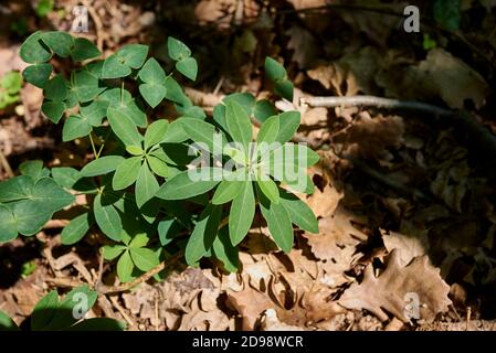 Euphorbia dulcis frische Pflanzen Stockfoto