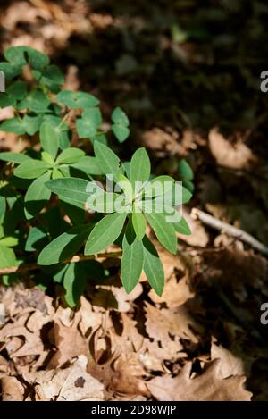 Euphorbia dulcis frische Pflanzen Stockfoto