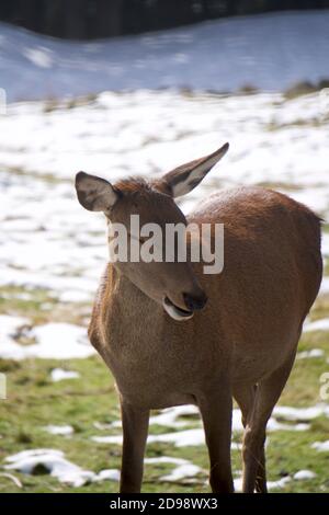 Ein Hirsch in den Wäldern des Trentino, Italien gefunden Stockfoto