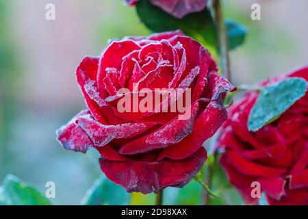 Red Rose Blume in den ersten Frost, aus der Nähe. Rose bedeckt mit Raureif nach dem ersten Morgen Frost, Ukraine Stockfoto