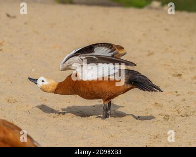 Rote Enten am sandigen Ufer des Sees. Stockfoto