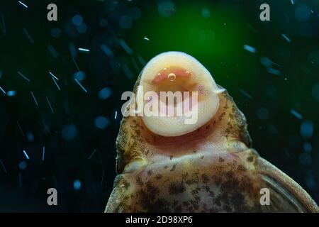 Ein Algenfresser Fisch saugt Algen von Aquarium-Tankwand, detaillierte Nahaufnahme Textur der Fische Mund und Unterseite des Körpers, dunkelgrün verschwommen backgr Stockfoto