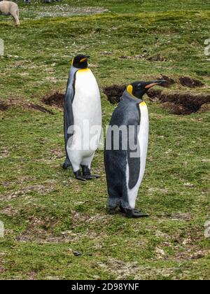 Volunteer Beach, Falkland Islands, UK - 15. Dezember 2008: Portrait von zwei Königspinguinen in der Kolonie, während sie auf grünem Boden stehen. Stockfoto