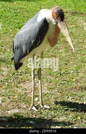 Marabou Stork, Marabu, Marabout d'Afrique, Leptoptilos crumeniferus, afrikai marabu Stockfoto