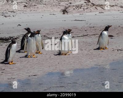 Volunteer Beach, Falkland Islands, UK - 15. Dezember 2008: Gentoo Pinguine auf Sand bereit, um ins Meer zu gelangen. Stockfoto