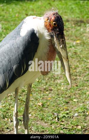 Marabou Stork, Marabu, Marabout d'Afrique, Leptoptilos crumeniferus, afrikai marabu Stockfoto