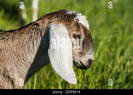 südafrikanische boer Ziege Doeling Porträt über die Natur Stockfoto