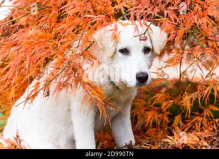 Portrait von niedlichen weißen Welpen Hund, ähnlich Labrador in orange Ahornblätter im Herbst. Stockfoto