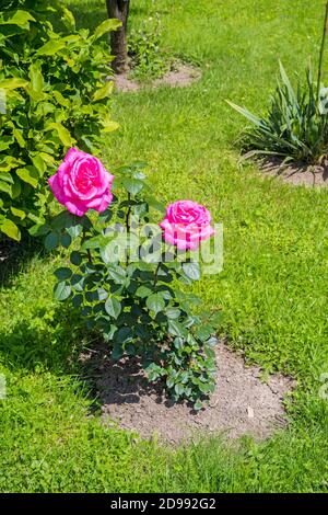 Rosa Rosen im Sommergarten, Sonnenblume Stockfoto