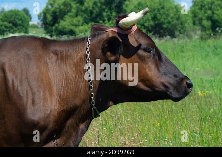 Seitenansicht einer braunen Kuh mit Kette Der Hals auf der Weide aus der Nähe Stockfoto