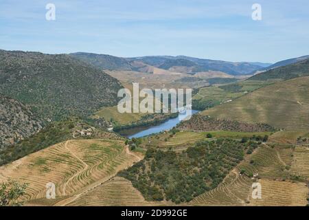 Douro Fluss Weintal Region in Portugal Stockfoto
