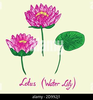 Lotus (Wasserlilie) Blumen und Blätter Set Seitenansicht, mit Inschrift, handgezeichneter Doodle, Skizze, isolierte bunte Illustration (rosa) Stockfoto