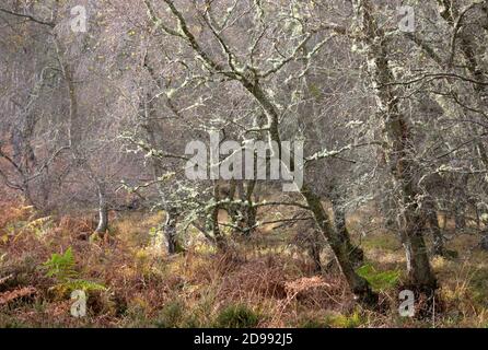 Flechten bedeckte Bäume am Waldrand im Herbst Stockfoto