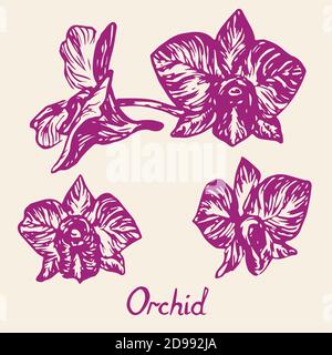 Orchideenblüten-Set, mit Inschrift, handgezeichneter Doodle, Skizze in Tiefdruck, isolierte Illustration (lila) Stockfoto
