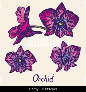 Orchideenblüten-Set, mit Inschrift, handgezeichneter Doodle, Skizze im Pop-Art-Stil, isolierte Illustration (lila-rosa) Stockfoto